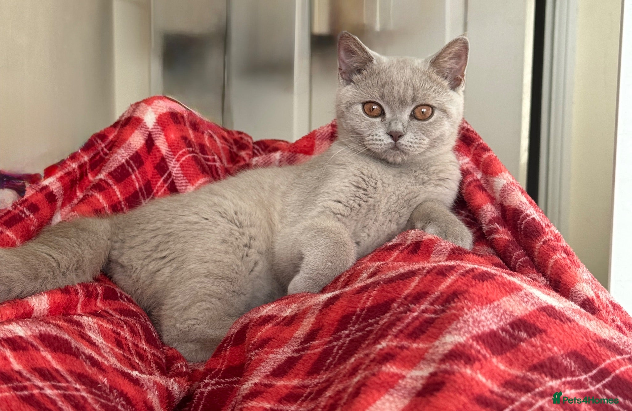 British Shorthair cats Lilac British Shorthair Girl  - Advert 1