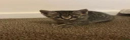 Mixed Breed cats for sale: 5 mixed kittens for sale  in Wallasey - Advert 9