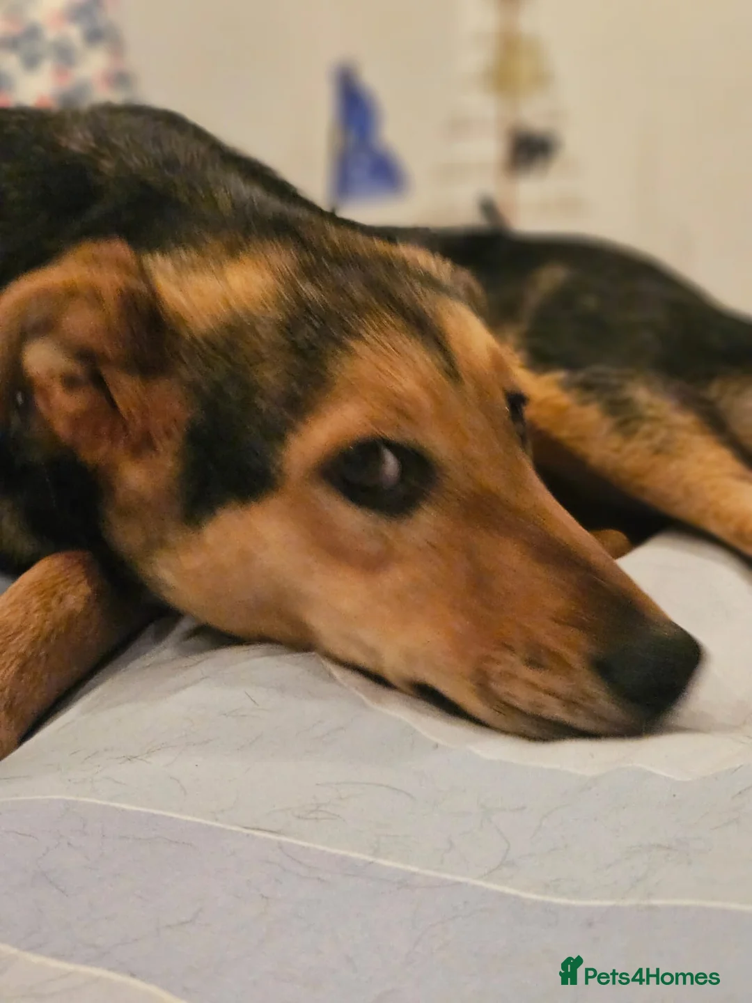 Mixed Breed dogs for adoption: 🐾 Meet Larisa - a gentle girl for a Loving Home💛 - Advert 21