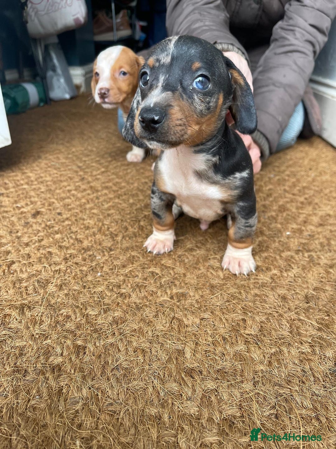 Dachshund dogs for sale: Very unusual sausage dogs - Image 4