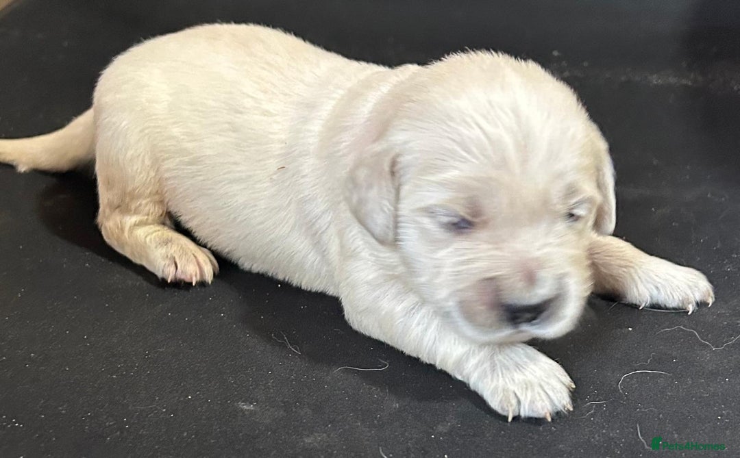 Golden Retriever dogs for sale: Chunky, cream pups - Image 33