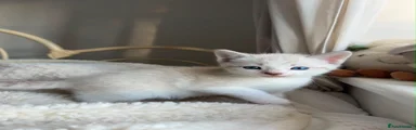 British Shorthair 6