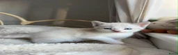 British Shorthair cats for sale: Beautiful litter or British shorthair x kittens   - Advert 24