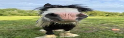 Irish Cob horses for sale: Cob Gelding  - Advert 6