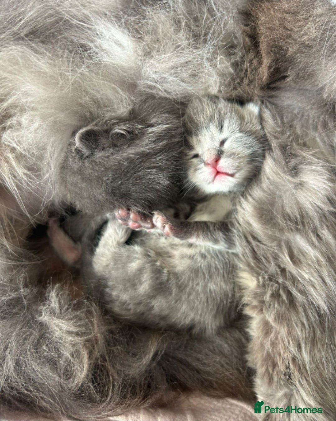 Maine Coon cats Mainecoon kittens grey smoke coats  - Advert 18