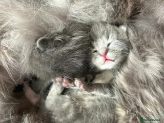 Maine Coon cats Mainecoon kittens grey smoke coats - Advert 18