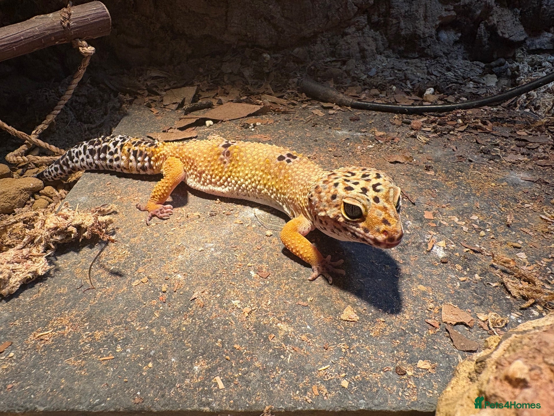 Leopard Gecko reptiles 2 female lepord geckos and complete set up  - Advert 6