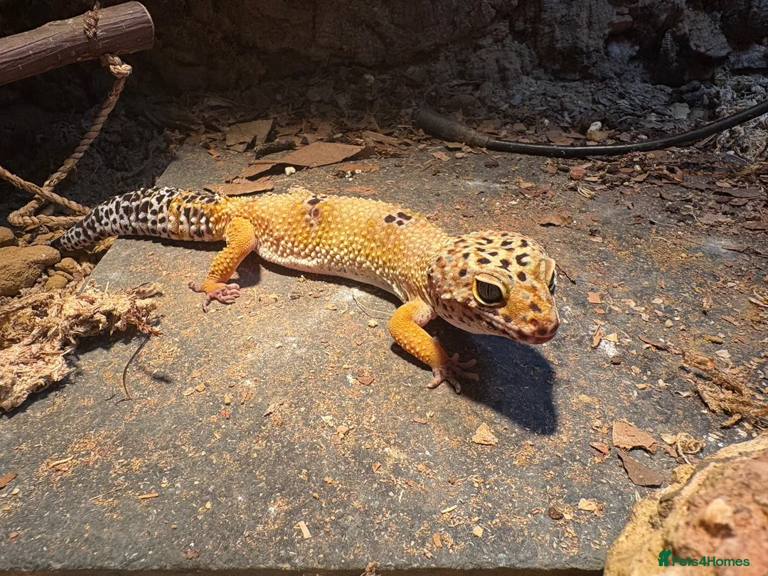 Leopard Gecko reptiles for sale: 2 female lepord geckos and complete set up  - Advert 1