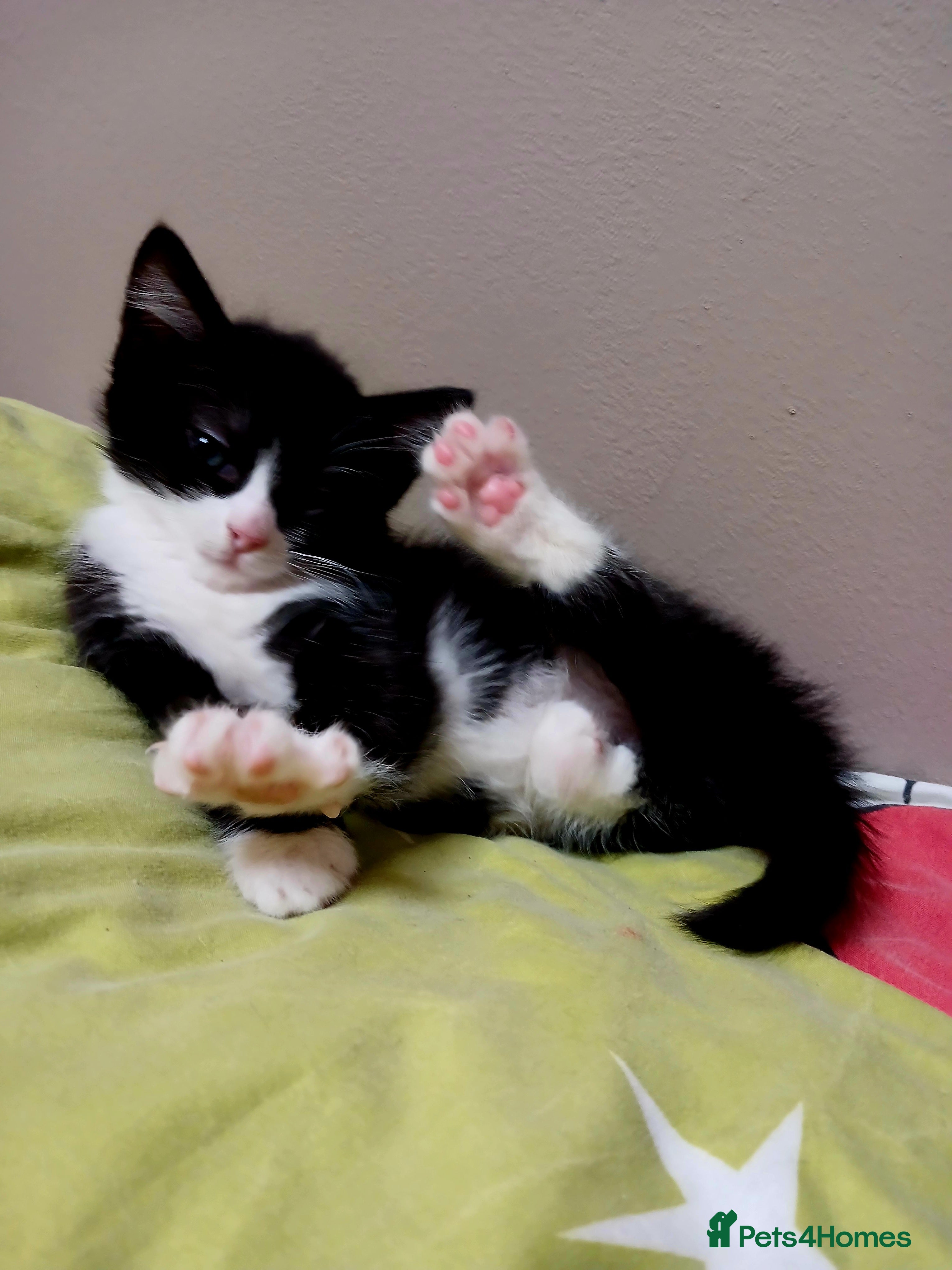 Mixed Breed cats For Sale  - Advert 1