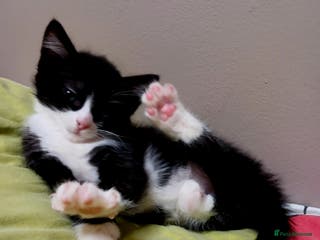 Mixed Breed cats For Sale - Advert 1