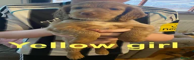 Yellow girl 