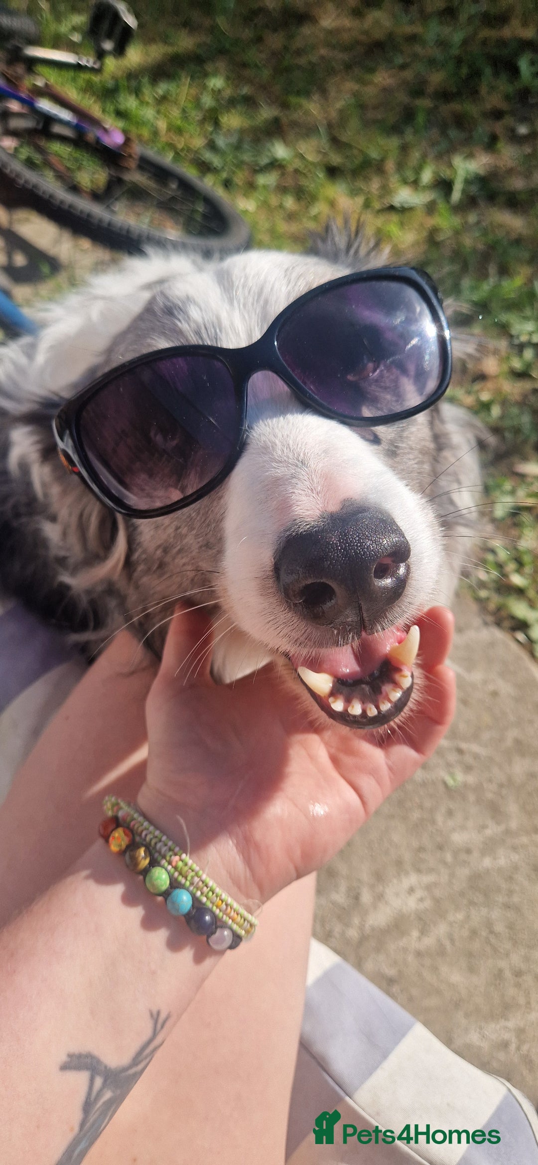 Border Collie dogs for sale: 'Blu' Blue merle border collie male - Image 3