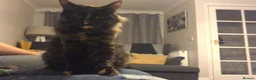 British Longhair cats for sale: Female cat looking for a new home! in Spalding - Advert 5