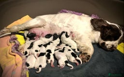 Cocker Spaniel dogs for sale: Show Line Cockers!!! - Image 8