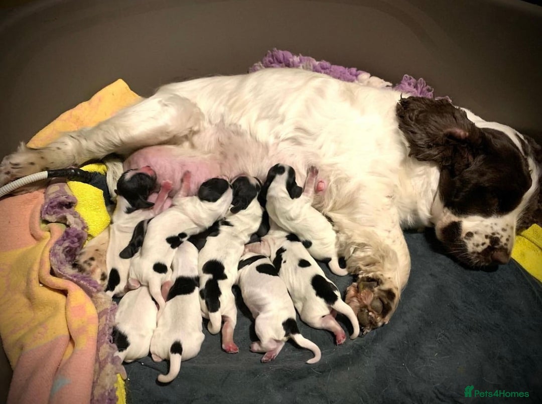 Cocker Spaniel dogs for sale: Show Line Cockers!!! - Image 8