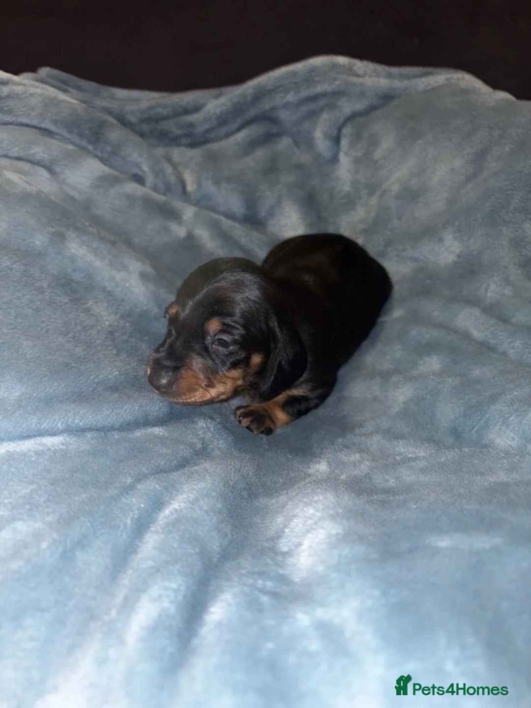 Miniature Dachshund dogs for sale: 4 Miniature Dachshund Puppies - Advert 5