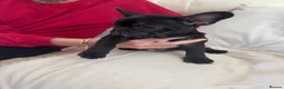 French Bulldog dogs for sale: 2 stunning french bulldogs  - Advert 21