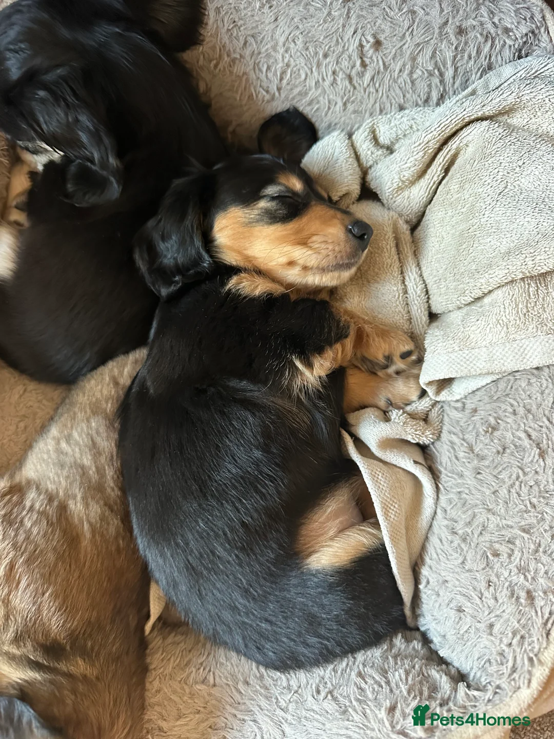 Miniature Dachshund dogs for sale: KC reg Long haired miniature dachshund puppies - Advert 17