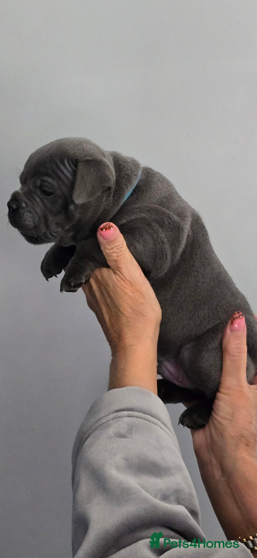 Staffordshire Bull Terrier dogs Blue Staffy Puppies 💓 - Advert 2