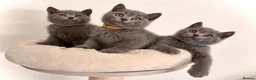 British Shorthair cats for sale: READY NOW ✨ British Shorthair Blue Kittens  - Advert 3