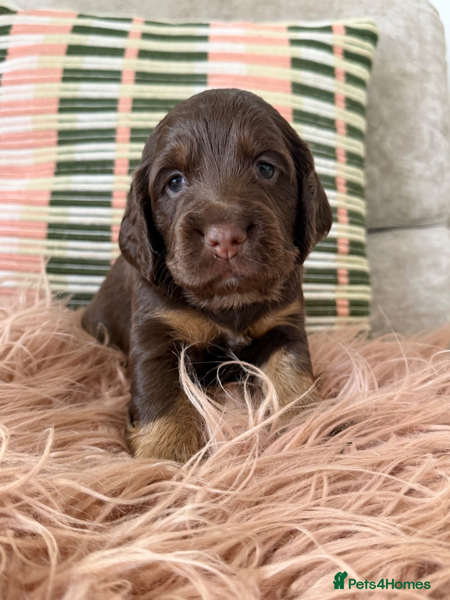 Cocker Spaniel dogs Gorgeous Cocker Spaniel pups! - Advert 1