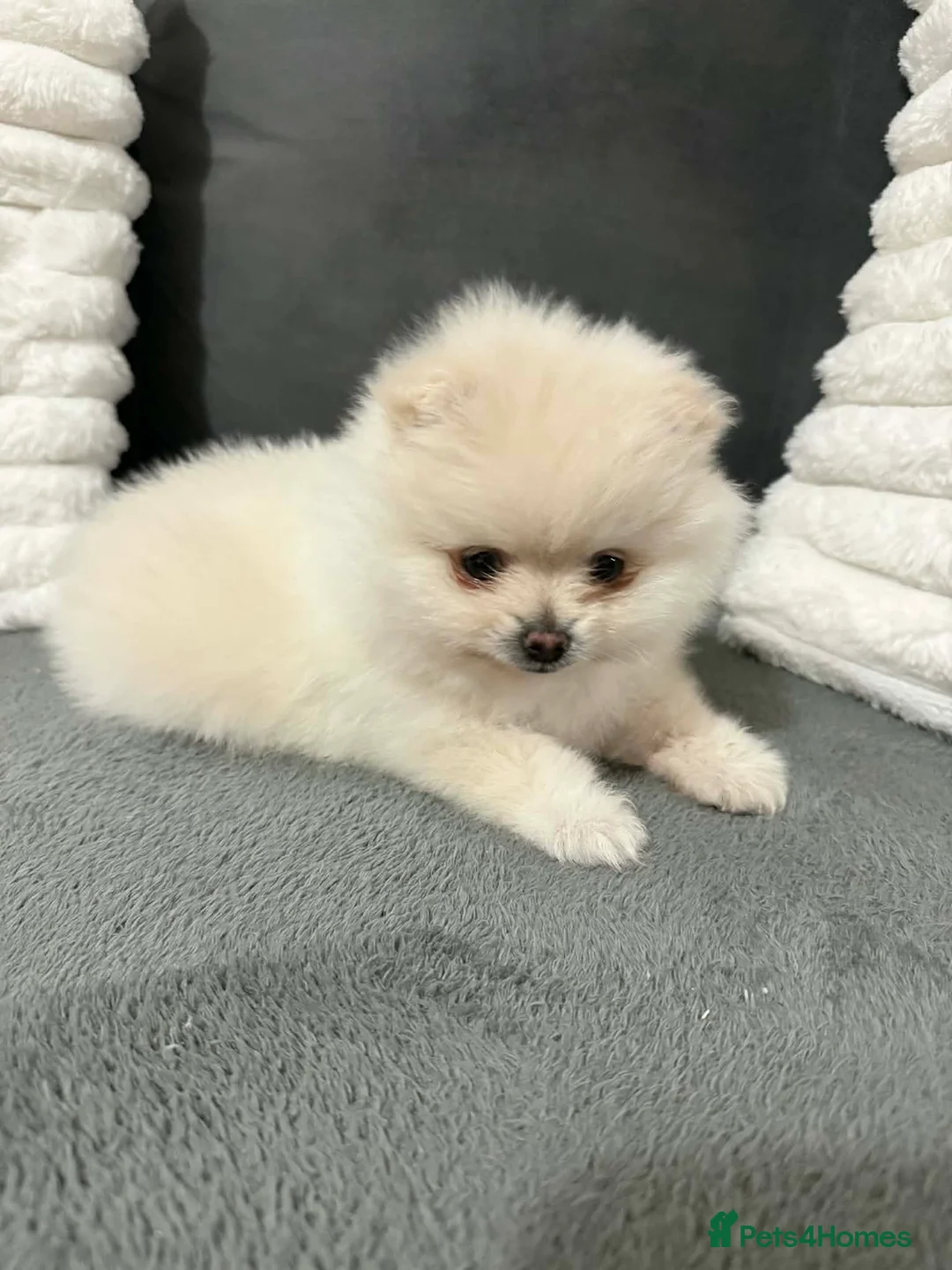 Pomeranian dogs for sale: White Pomeranian girl puppy - Advert 16
