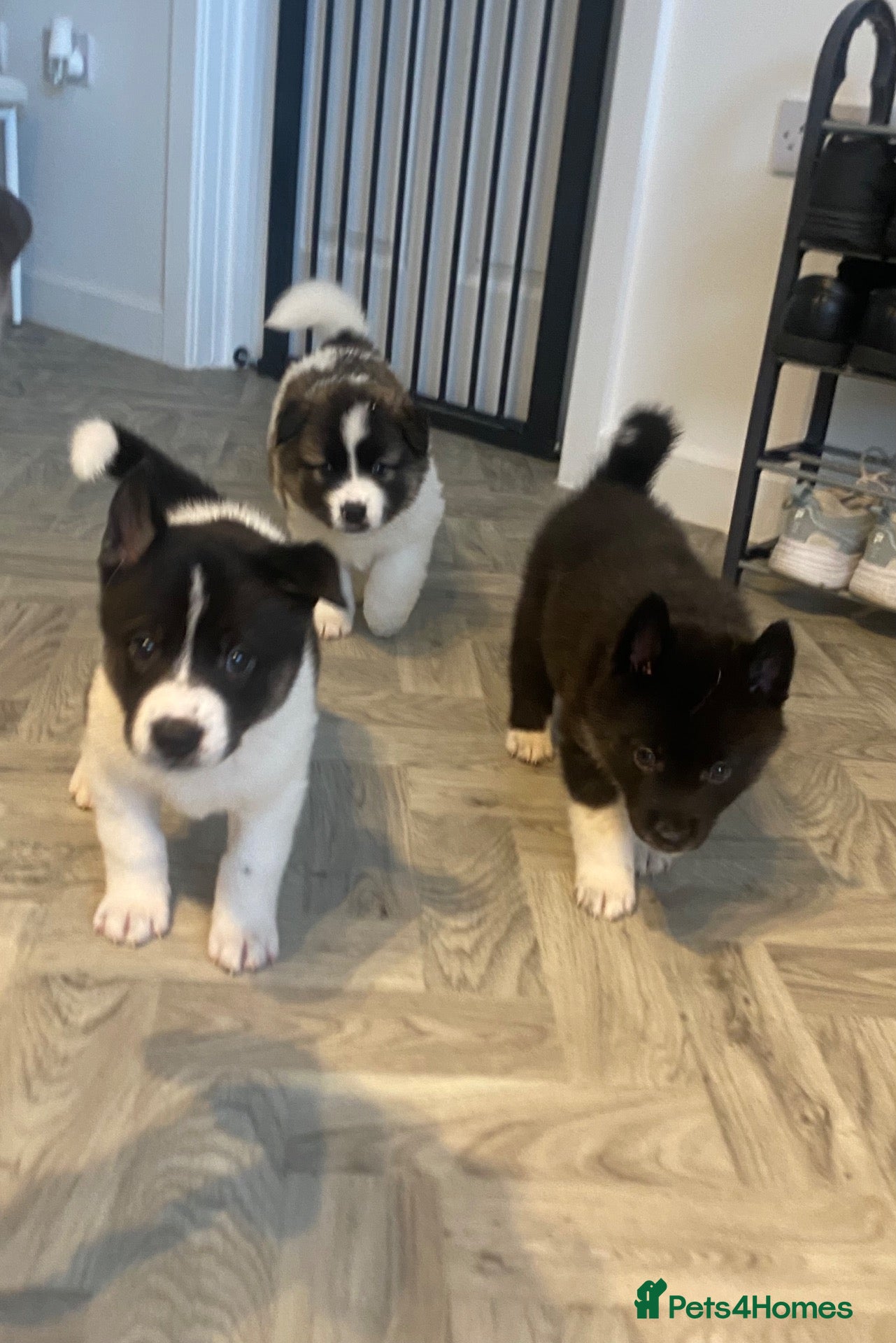 Akita dogs Husky/Akita  - Advert 1