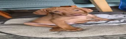Hungarian Vizsla dogs for sale: Beautiful Hungarian Vizsla Puppies - Advert 5