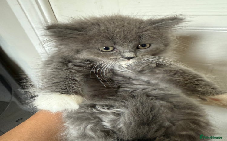 Ragdoll cats - Advert 1