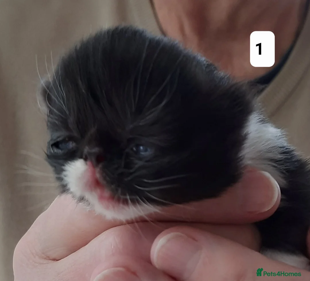 Persian cats for sale: GCCF Registered Persian kitten. - Advert 7