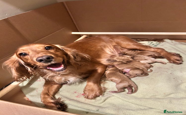 Cockapoo dogs F1B cockapoo - Advert 1