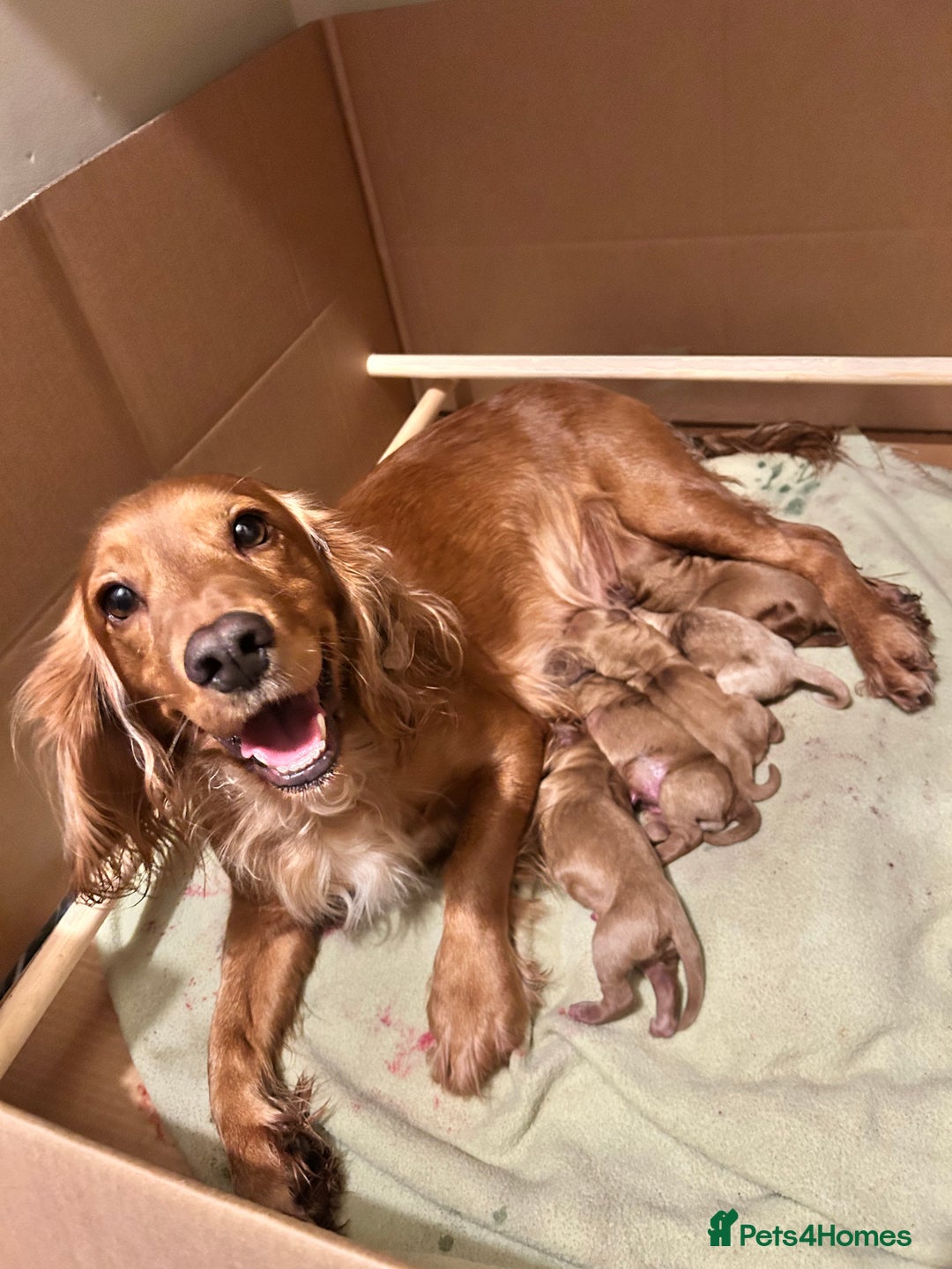 Cockapoo dogs for sale: F1B cockapoo - Advert 1