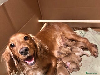 Cockapoo dogs F1B cockapoo - Advert 2