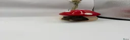 Hamster rodents for sale: Pedigree Syrian hamster pups  - Advert 5