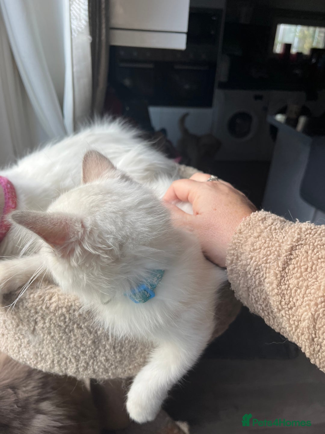 Ragdoll cats for sale: Gorgeous Tica Cherubim ragdoll kittens  - Advert 10