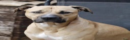 Mixed Breed dogs for sale: Bull greyhound ex working dog - Advert 3