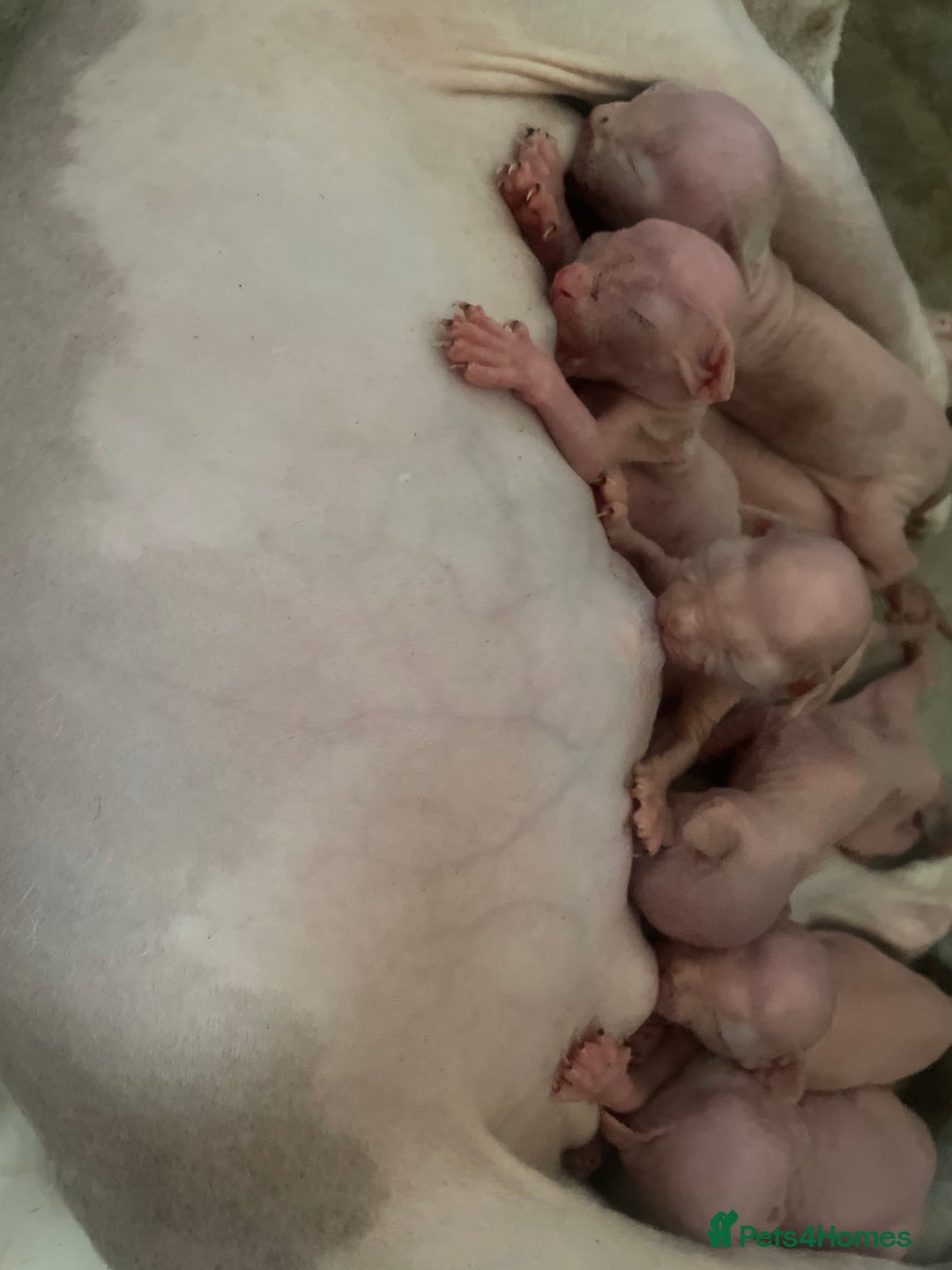 Sphynx cats for sale: Beautiful Canadian Sphynx kittens - Image 3