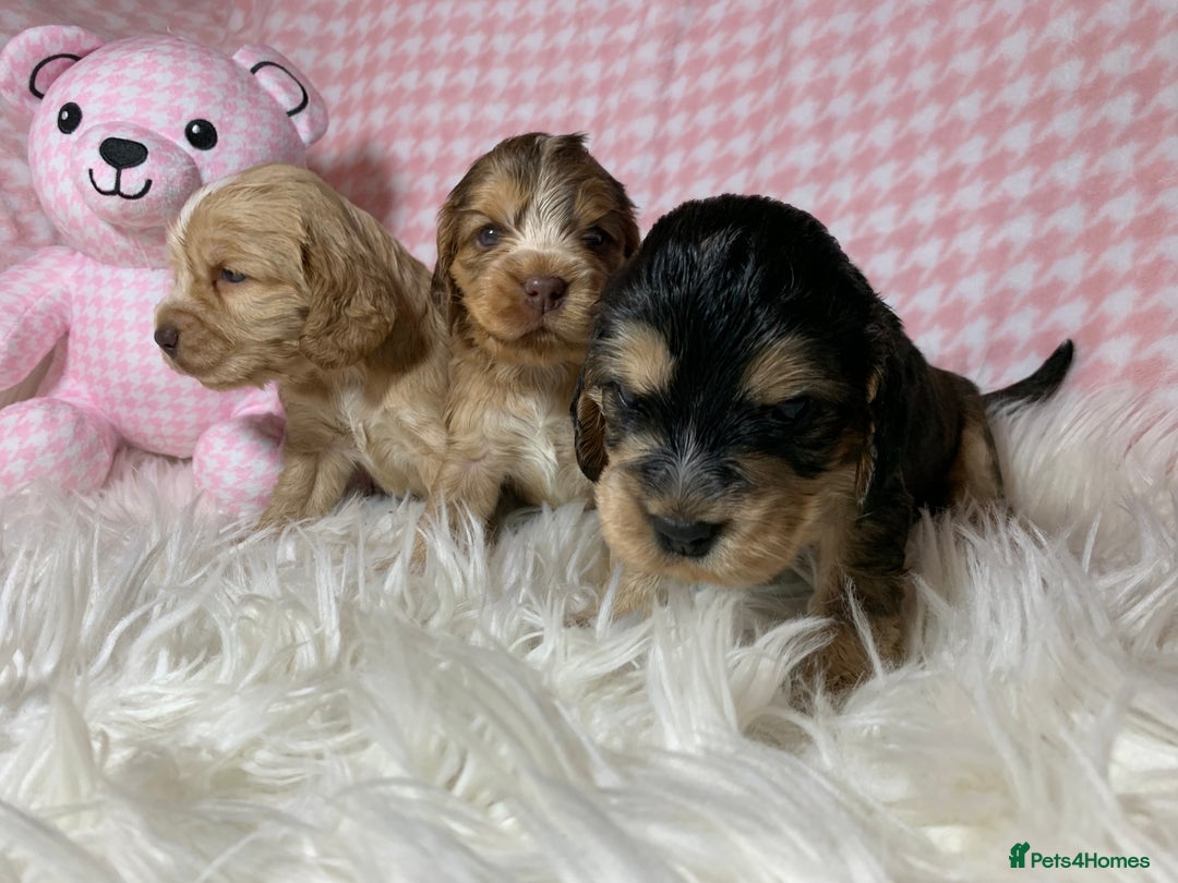 Cocker Spaniel dogs for sale: Show type cocker spaniel puppy’s PRA Clear  - Advert 16