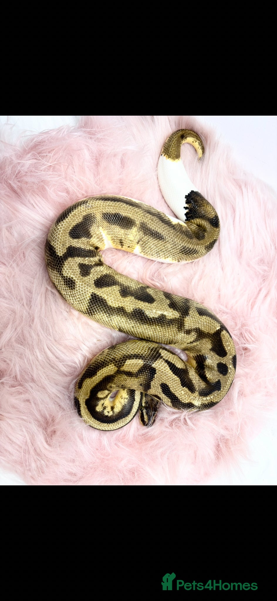 Python Snake reptiles Pastel Enchi Piebald Female - Advert 8
