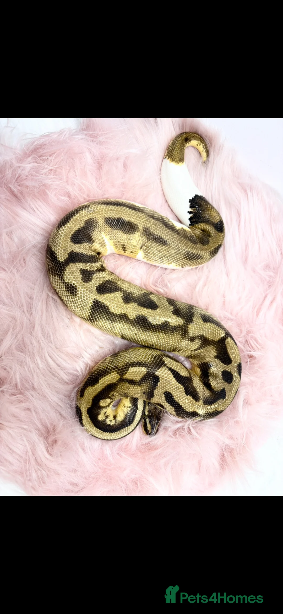 Python Snake reptiles for sale: Pastel Enchi Piebald Female - Advert 1