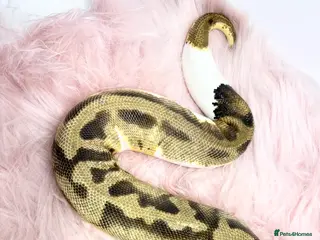 Python Snake reptiles Pastel Enchi Piebald Female - Advert 8