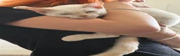 Mixed Breed cats for sale: Twin boys need to go together  - Advert 4