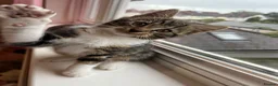 Mixed Breed cats for sale: Beautiful kittens are looking for a loving family. - Advert 15