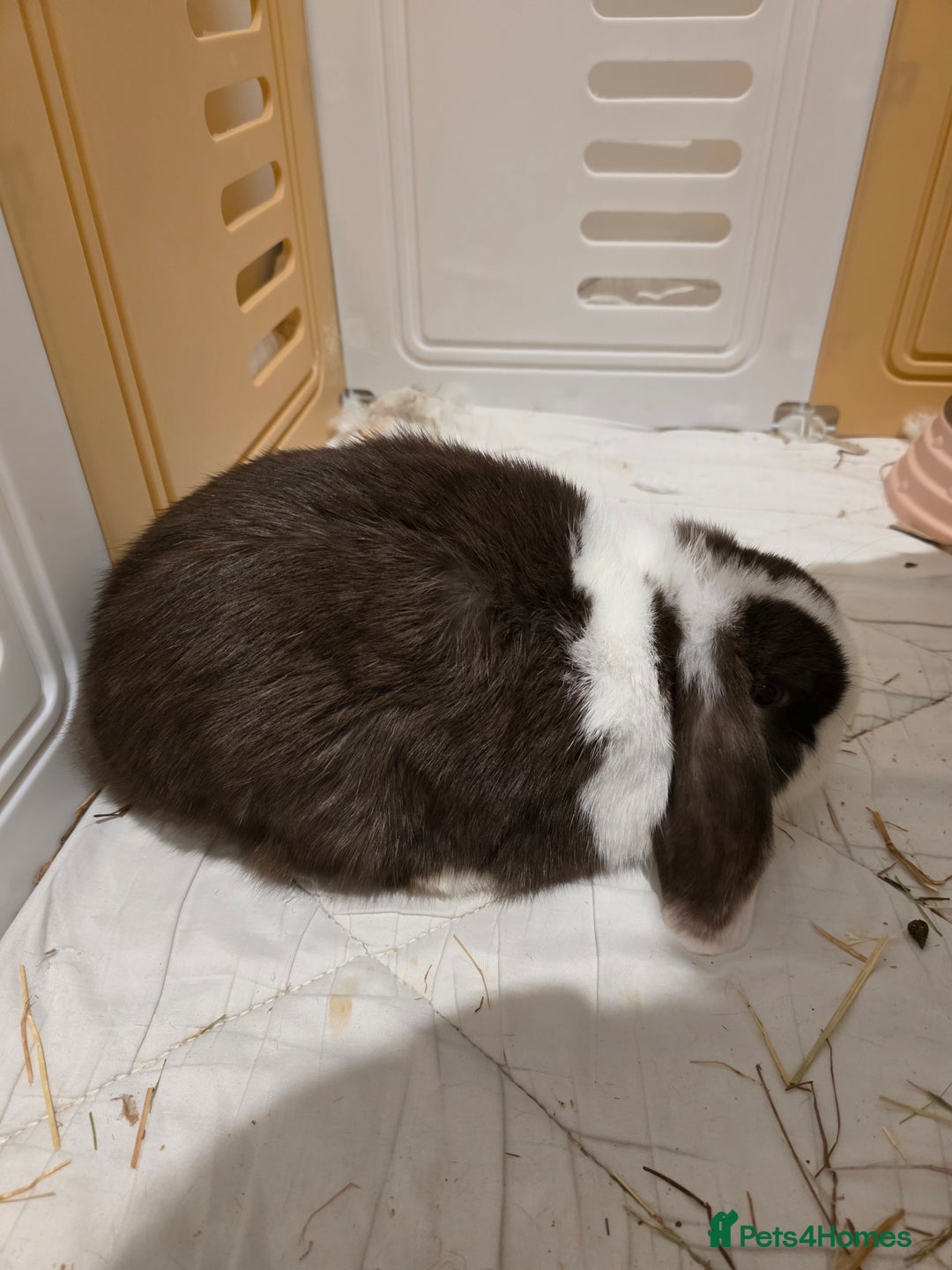 Mini Lop rabbits for sale: Two Chocolate split mini lops - Advert 2