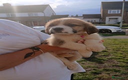 Saint Bernard dogs for sale: Saint Bernard puppies  - Image 9