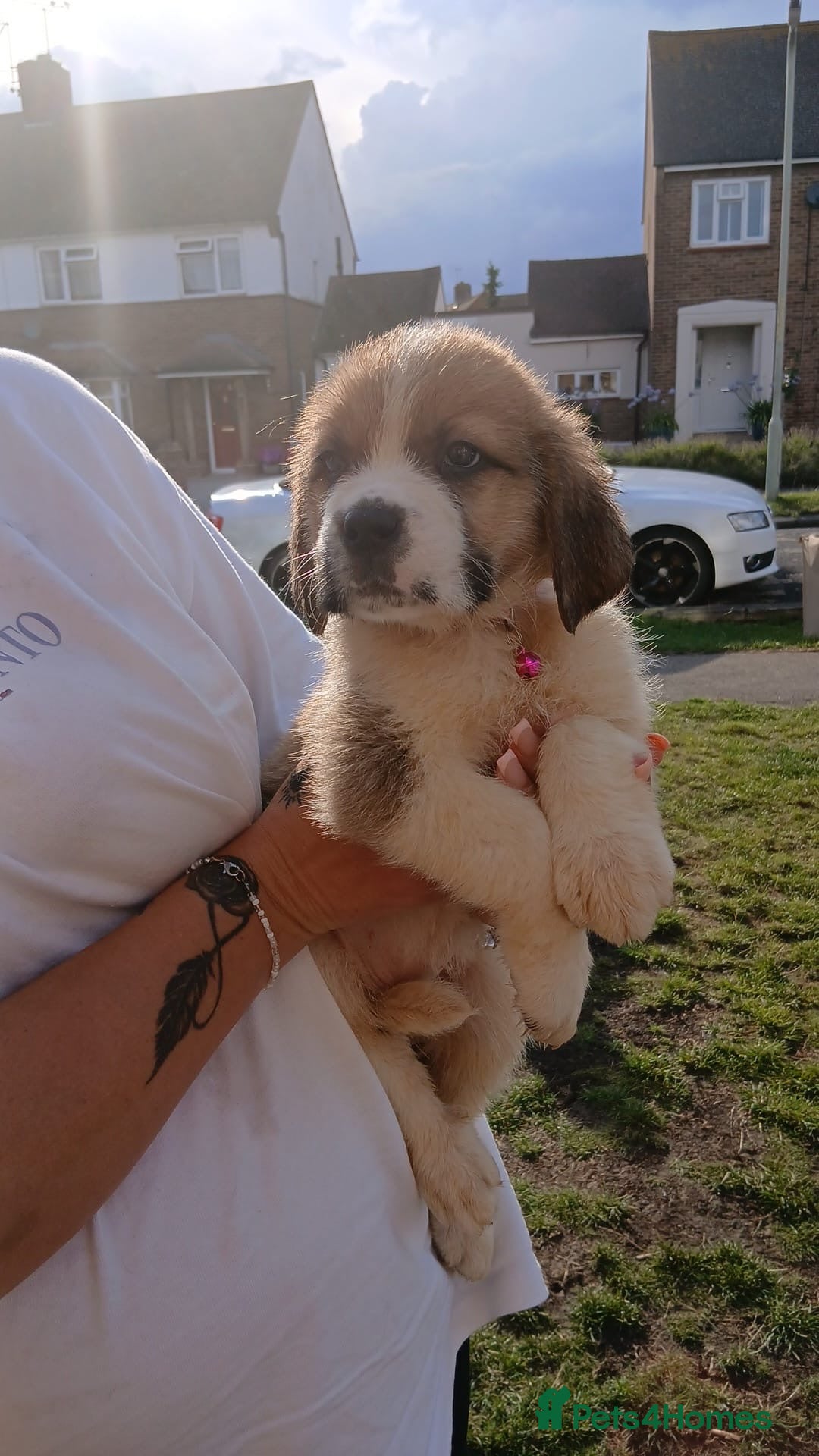 Saint Bernard dogs for sale: Saint Bernard puppies  - Image 9