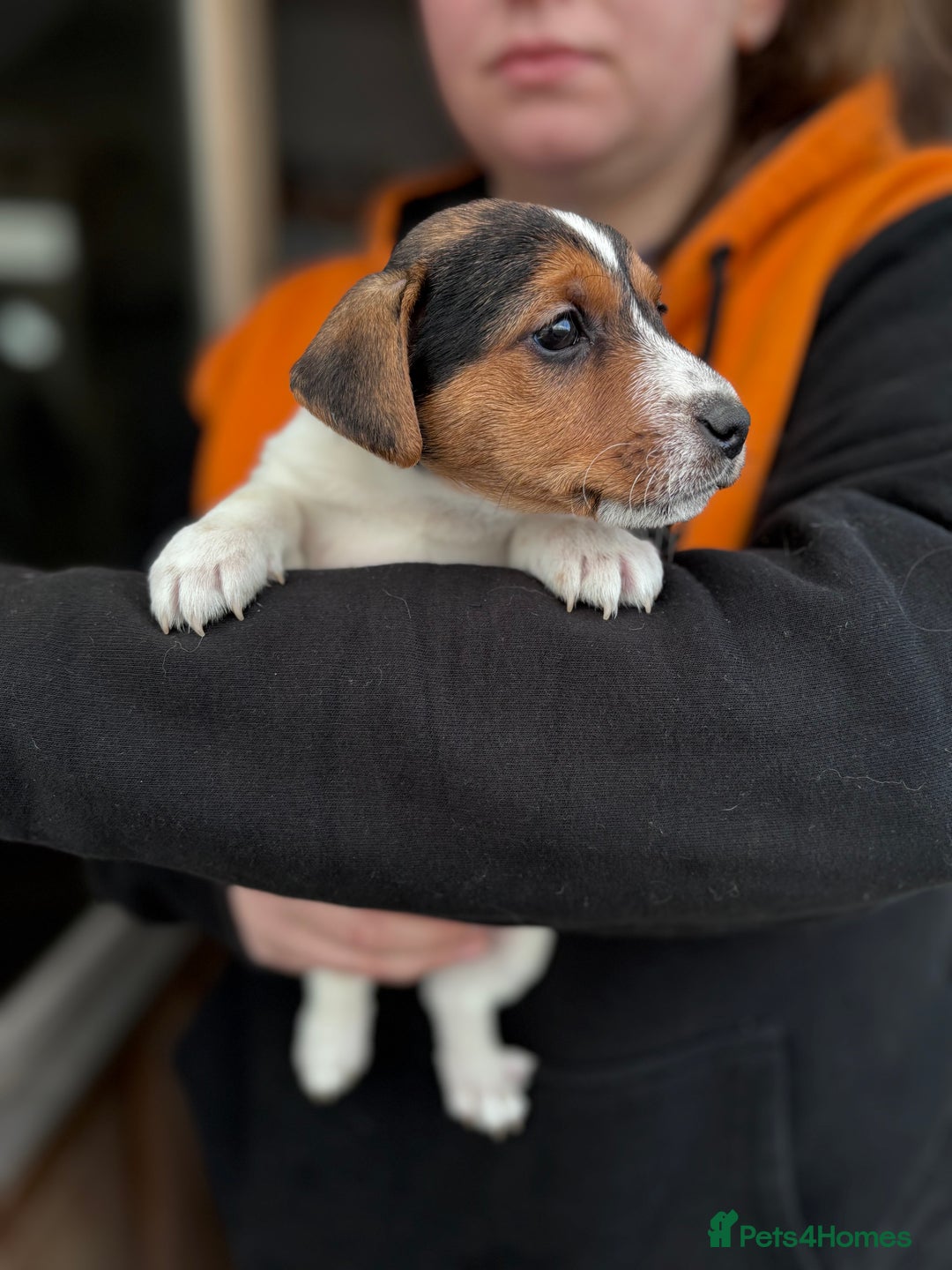 Jack Russell dogs for sale: Jack Russell puppies  - Advert 5