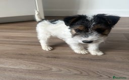 Fox Terrier dogs for sale: Fox Terrier puppies for sale - 07704995261 - Image 13