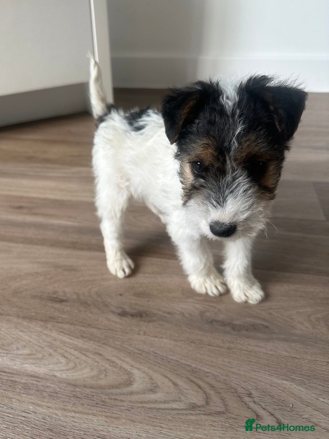 Fox Terrier dogs for sale: Fox Terrier puppies for sale - 07704995261 - Image 13