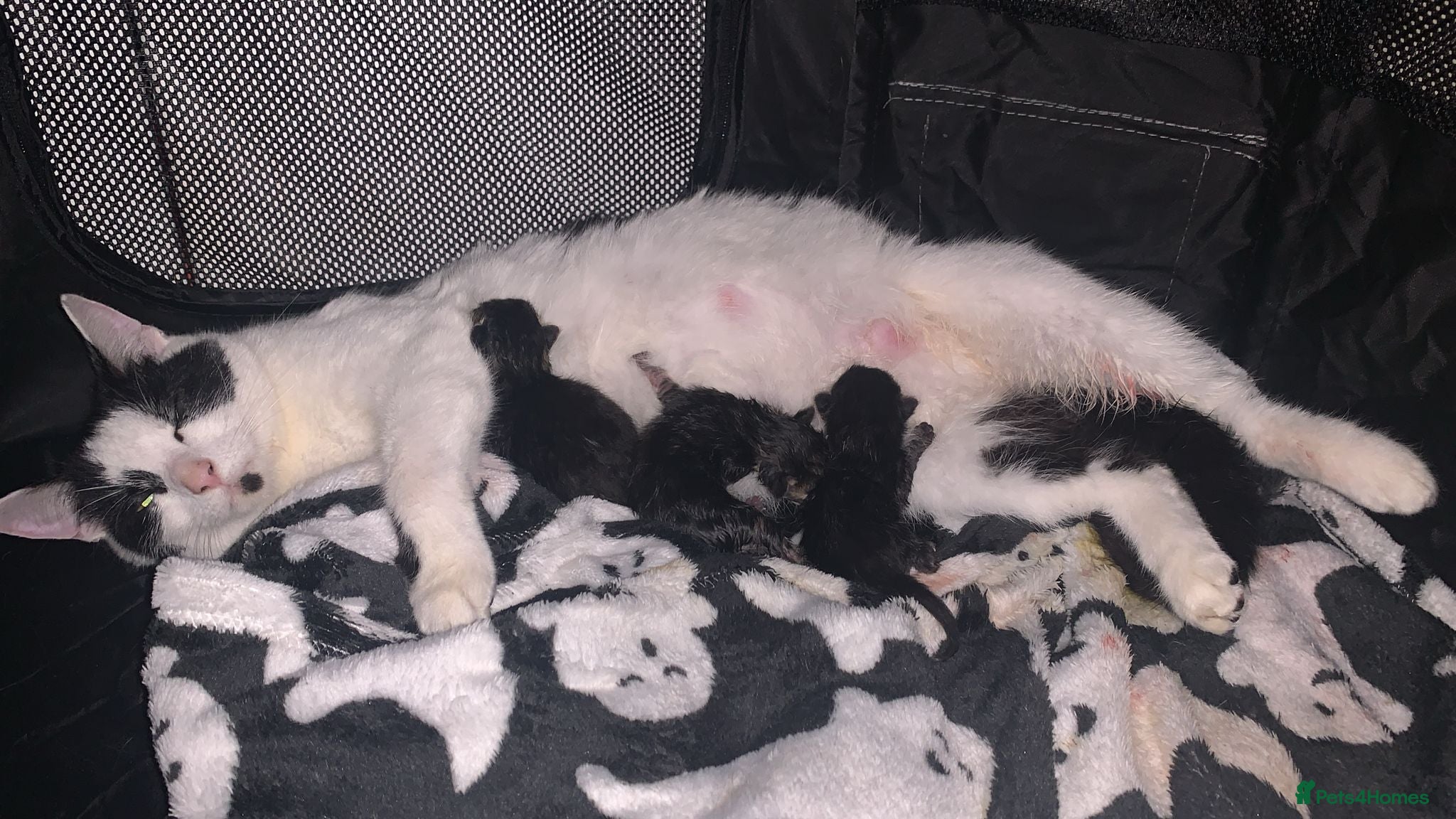 British Shorthair cats Beautiful, friendly kittens for sale (1 boy left) - Advert 1